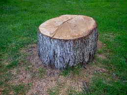 Best Tree Preservation Services  in Underwood Petersville, AL