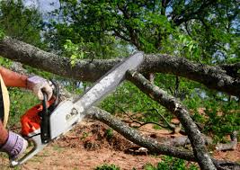 Underwood Petersville, AL Tree Services Company