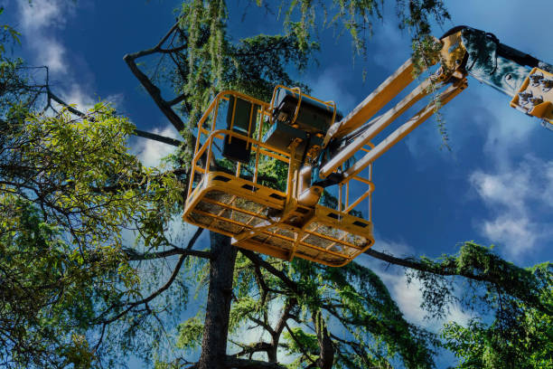 Best Tree Mulching  in Underwood Petersville, AL