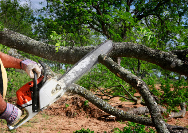 Lawn Watering Services in Underwood Petersville, AL